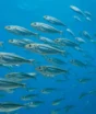 Sardinhas encolheram de 15 para 11 cm e perderam dois terços do peso, e peixes com mais de dois anos sumiram no Mediterrâneo, na França