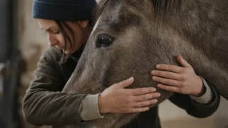 Mãos de especialista aplicando pressão terapêutica no pescoço de um cavalo calmo no estábulo
