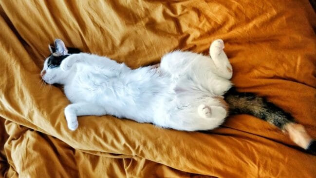 Gato dormindo com a barriga para cima