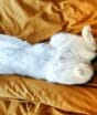 Alerta de fofura: gato dormindo com a barriga para cima é sinal de conforto e confiança, mas saiba por que pode não ser uma boa ideia fazer carinho no seu pet na hora do sono