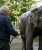 Aos 70 anos, tratador aposentado continua morando dentro de zoológico na Alemanha; há mais de 50 anos ele cuida de elefantes e não quer ir embora