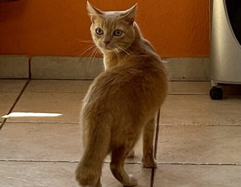 Gato