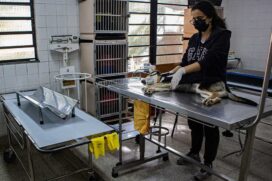 Castração em Taboão da Serra