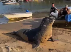 Elefante-marinho é flagrado em praia de Ubatuba