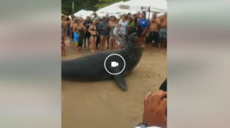 Elefante marinho aparece mais uma vez em praia de Ubatuba