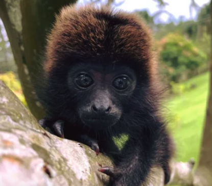 Macaquinho que se perdeu da mãe