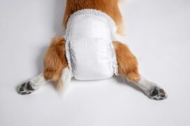 'Mãe de pet' vira empreendedora para criar a primeira fralda descartável para cachorro, em 2006