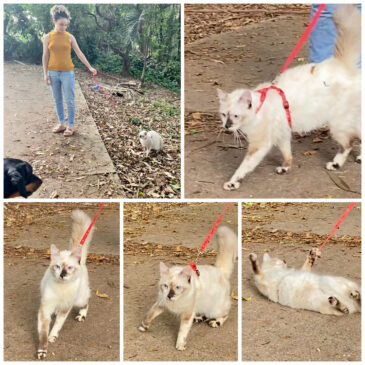 Passeio de gatos