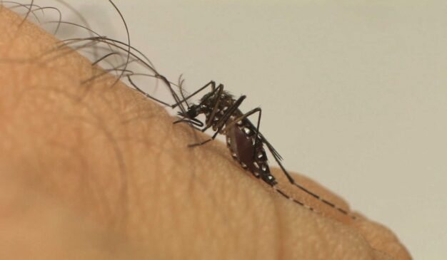 A zona oeste do Rio tem as maiores taxas de incidência de dengue.