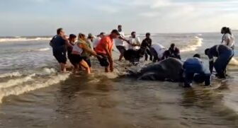 Raia foi resgatada e devolvida à parte mais funda da água após encalhar