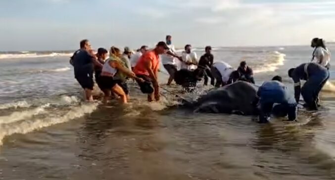 Raia foi resgatada e devolvida à parte mais funda da água após encalhar