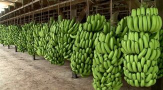 A ideia ainda contempla uma oportunidade de acesso à informações sobre novas técnicas de cultivo