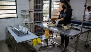 6&ordm; Mutirão Castra Pets acontecerá no sábado, 14/05, Centro de Controle de Zoonoses Municipal.