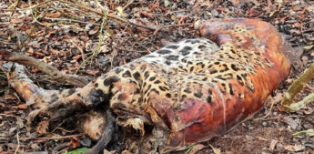 Onças encontradas mortas no Pantanal foram envenenadas por agrotóxico, conclui PF