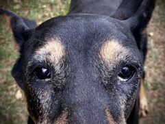 Cães