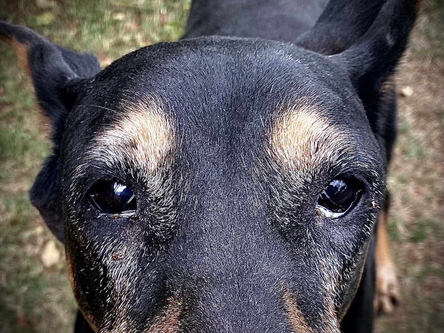 Cães