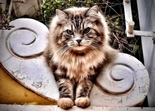 Gato