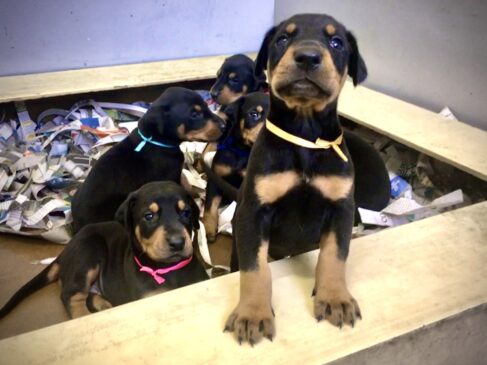 Cachorros