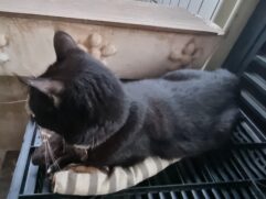 Gatos foram vítima de envenenamento em Guarujá