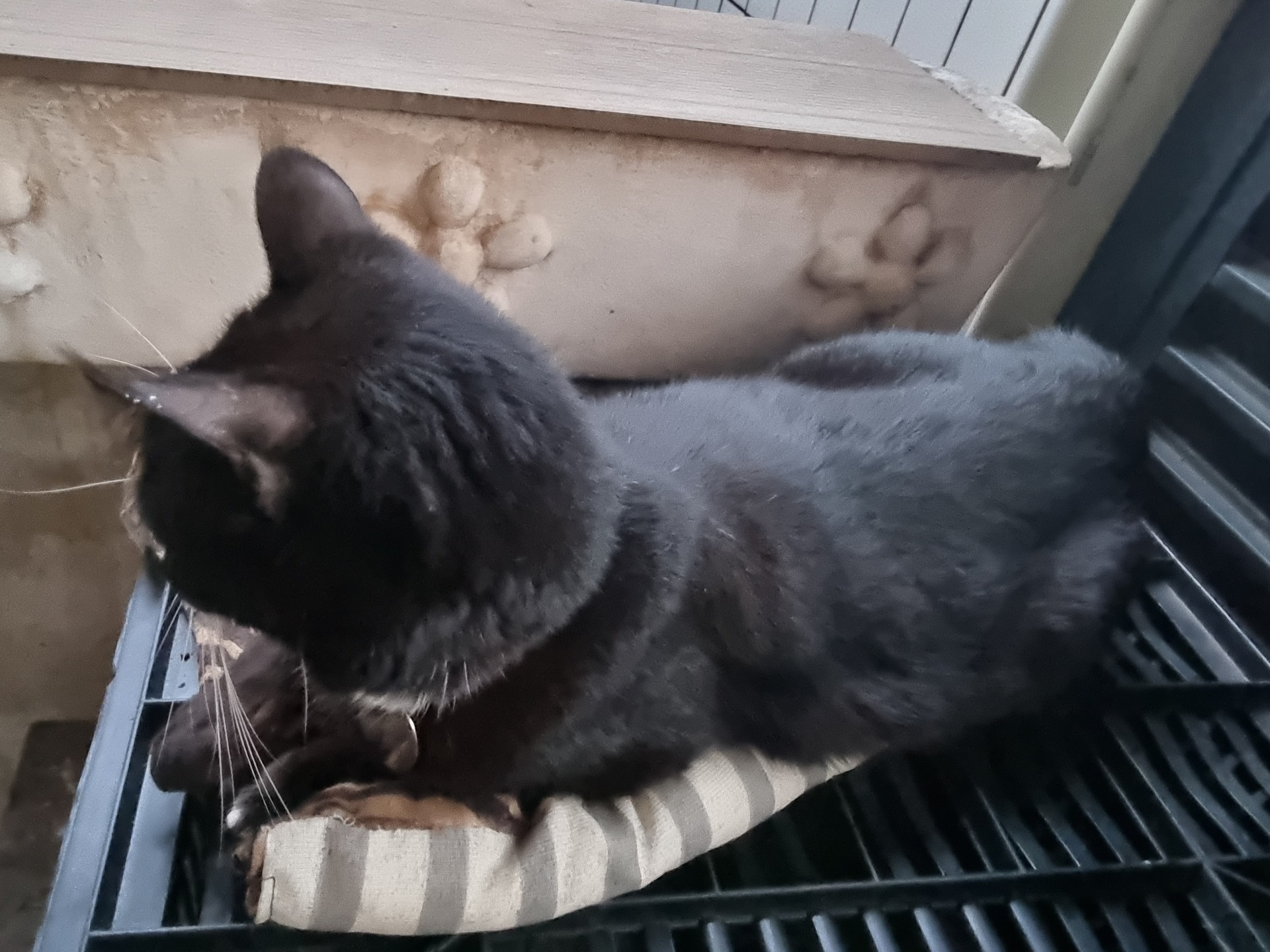 Gatos foram vítima de envenenamento em Guarujá