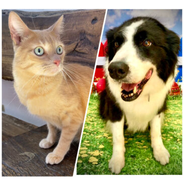 Cães e gatos também sofrem com estresse e ansiedade.