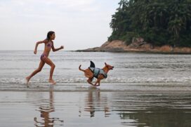 Atestado de Saúde e Comprovante de Vacina são documentos necessários para viajar com pets