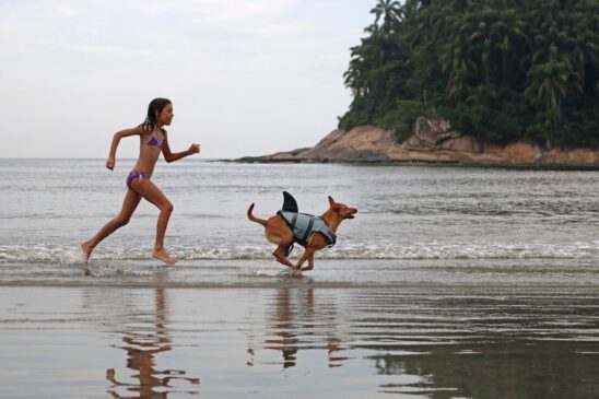 Atestado de Saúde e Comprovante de Vacina são documentos necessários para viajar com pets