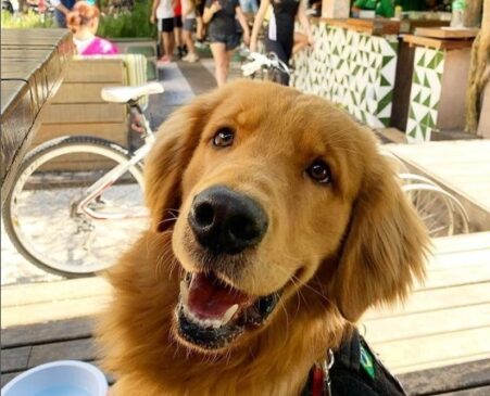Cãozinho feliz na Frutaria São Paulo