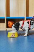 Os itens já estão disponíveis no e-commerce Petlove e ns lojas da NBA, com preços a partir de R$ 69,909,90