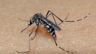 Todas as ações contra a dengue estão detalhadas no Plano Estadual de Contingência das Arboviroses Urbanas