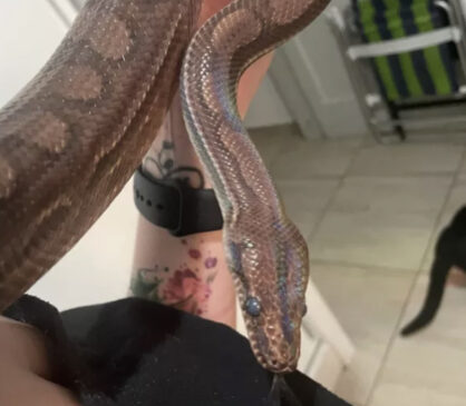 Sylas é uma Jiboia Arco-íris da Caatinga e vive em um apartamento em Perdizes, Zona Oeste de SP