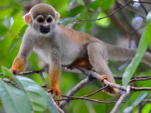 Macaco