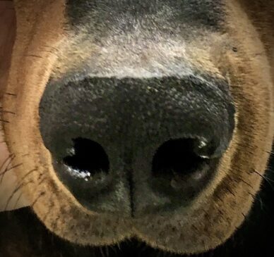 Faros dos cachorros é uma espécie de superpoder