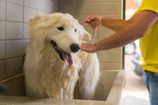 Além da temperatura da água, o pelo e pele do seu dog precisam dos produtos e da secagem corretos