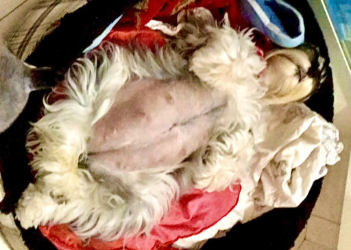Piometra em cães