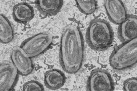 Varíola dos Macacos