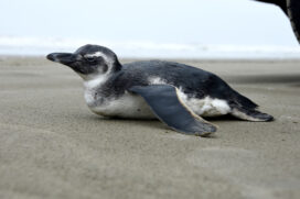 O frio chegou e, com isso, Praia Grande recebeu a visita de um Pinguim  de Magalhães