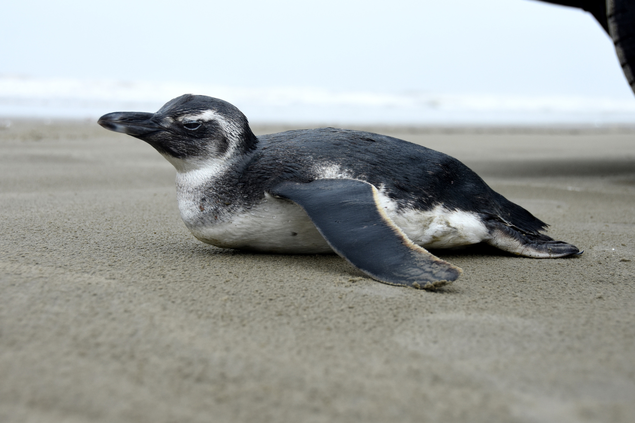 O frio chegou e, com isso, Praia Grande recebeu a visita de um Pinguim  de Magalhães