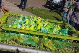 Durante o discurso de Bolsonaro, cerca de 80 pombos foram soltos