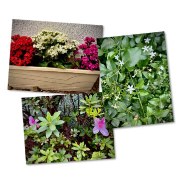 Plantas e flores que podem arriscar a vida do seu pet.