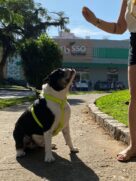 Donos de pets têm que tomar cuidado com a alimentação de seus filhos de quatro patas