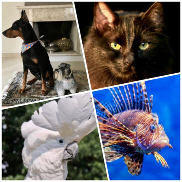 Pesquisa mostra que gastos com cachorros foi superior aos com gatos em 2021.