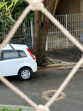 Árvore sob risco de queda na Vila Mariana