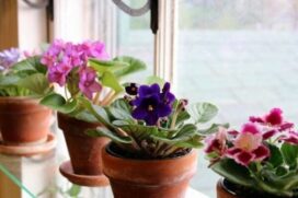 Violetas estão entre as flores mais fáceis de cultivar em casa