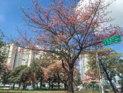 Máximas podem superar os 28 graus no domingo