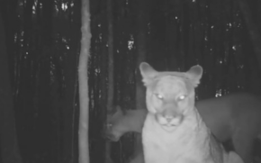 Os felinos são cuidados pelo Instituto Ecofuturo