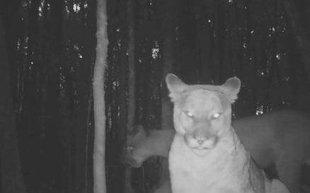 Os felinos são cuidados pelo Instituto Ecofuturo
