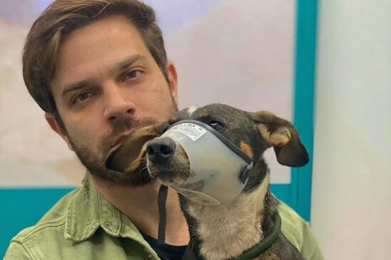 Atualmente, os crimes relacionados a questão animal estão previstos na Lei de Crimes Ambientais (Lei n&ordm;14.064/2020), mais especificamente, no artigo 32