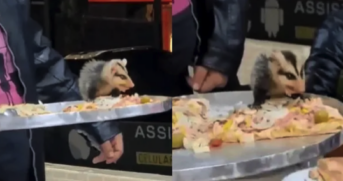 O animal foi retirado do local mais tarde
