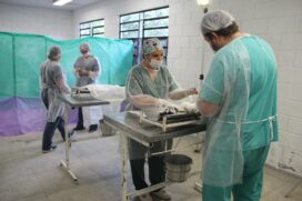 O tutor do pet não precisará estar com o animal no momento de marcar a consulta, a menos que tenha dúvida sobre a gravidade do caso